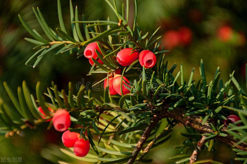 驱赶蚊虫最好养的植物,家里蚊子太多防蚊虫的花草