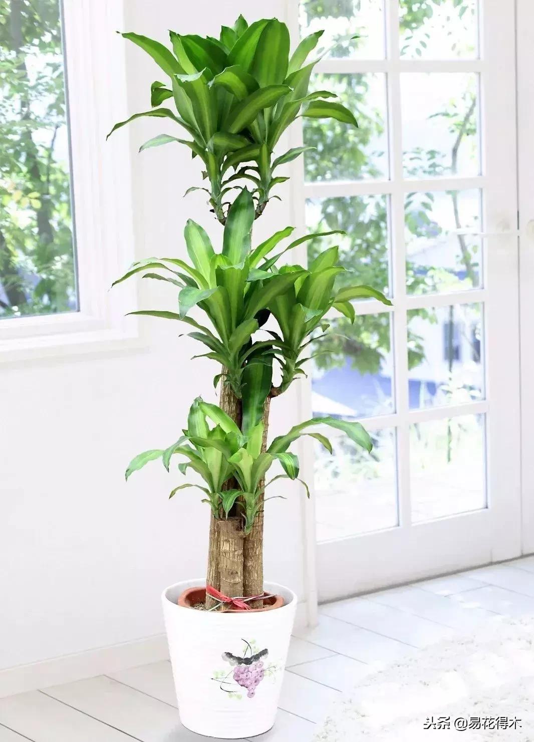 巴西木树的病虫害防治,巴西木霉菌怎么处理