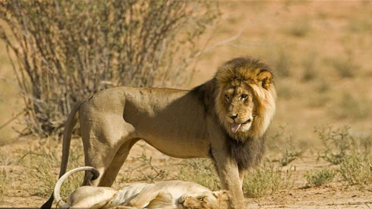 狮子和老虎打架的故事,老虎和狮子打架谁厉害