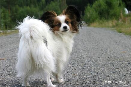 蝴蝶犬有黑白色吗,蝴蝶犬有折耳的吗