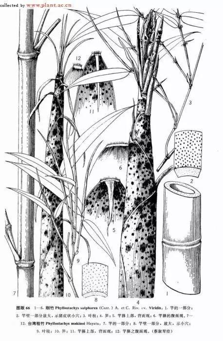 竹子大全100种及名称,竹子一共有多少种品种