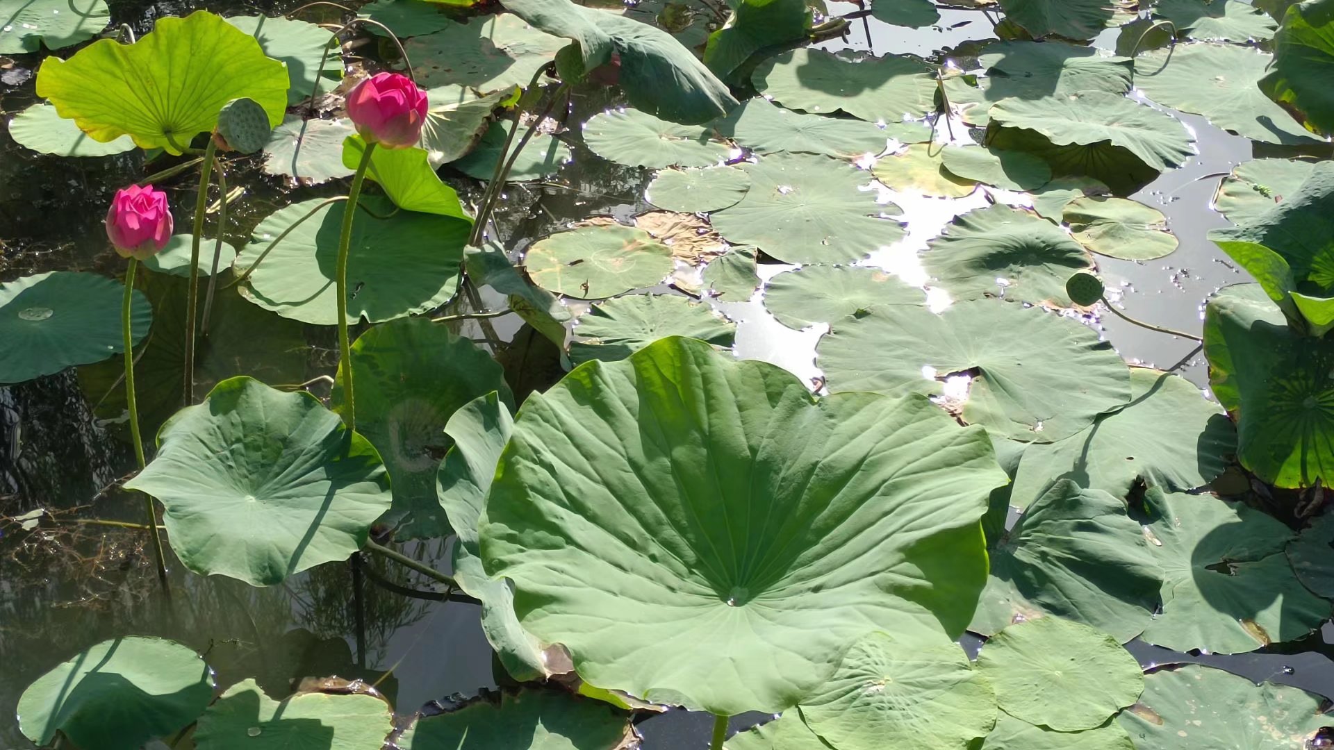 出淤泥而不染濯清涟而不妖原文,出淤泥而不染濯清涟而不妖行书