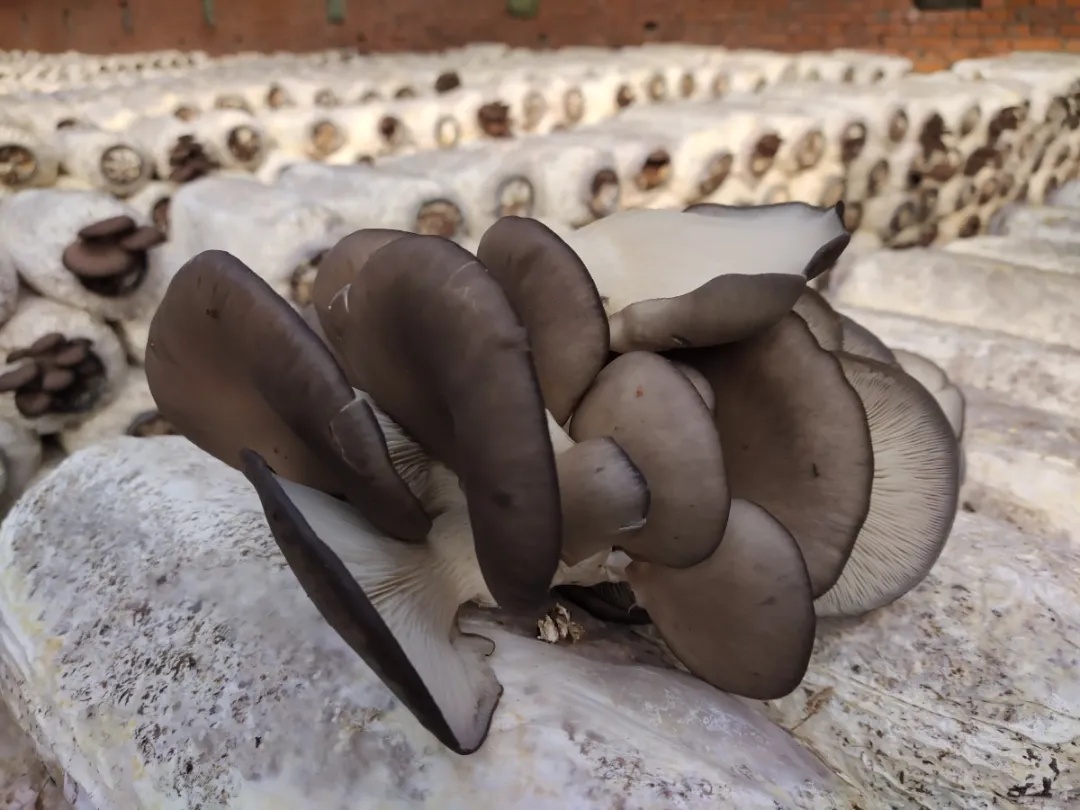 乡村振兴太康种植平菇撑起致富伞,小平菇撑起农民致富伞