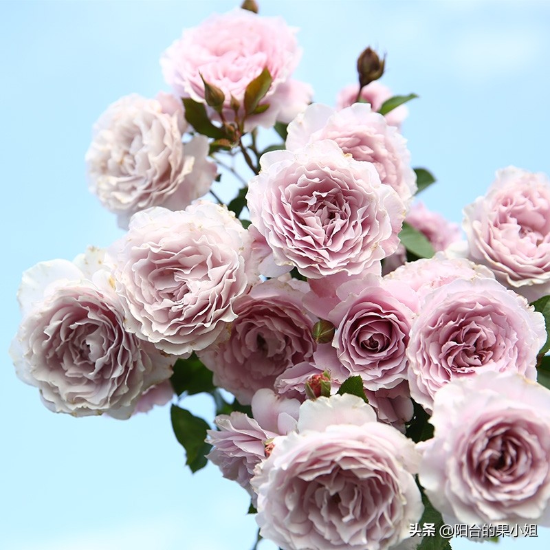 那棵叫蜻蜓的月季,仙气袅袅