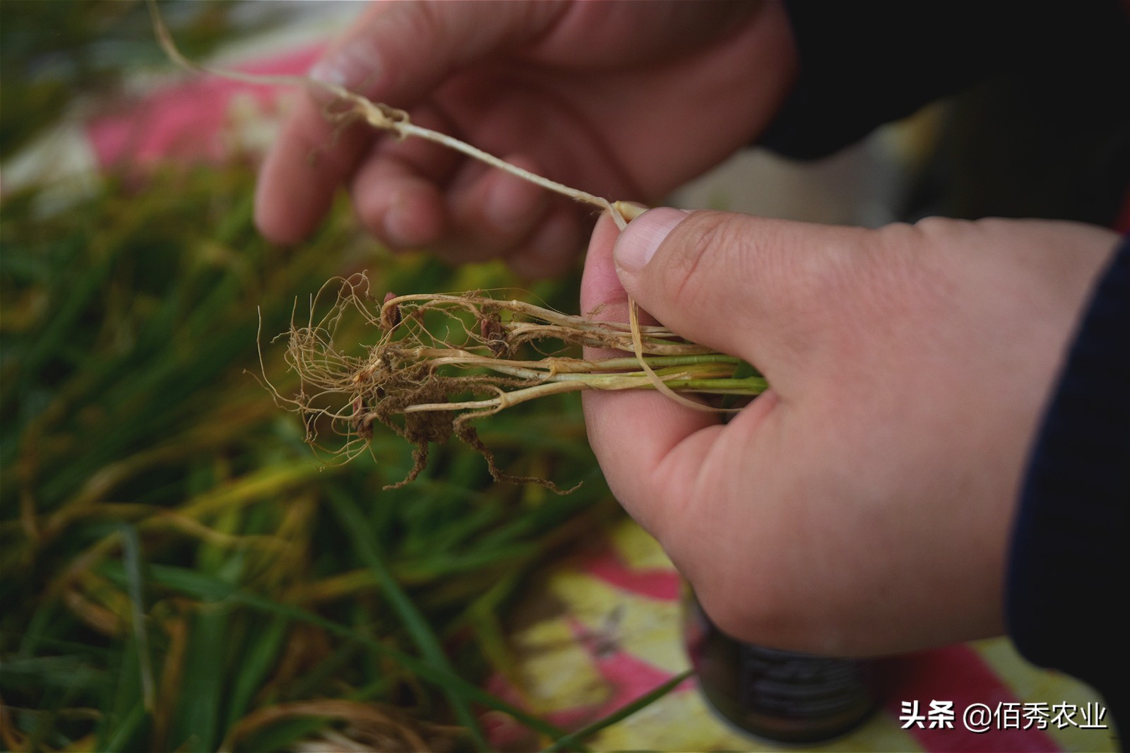 小麦刚出苗发黄怎么治,农田小麦发黄生长过程