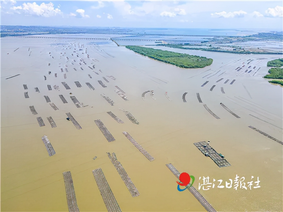 不孕不育更好吃？这种湛江生蚝无心恋爱专注长肉