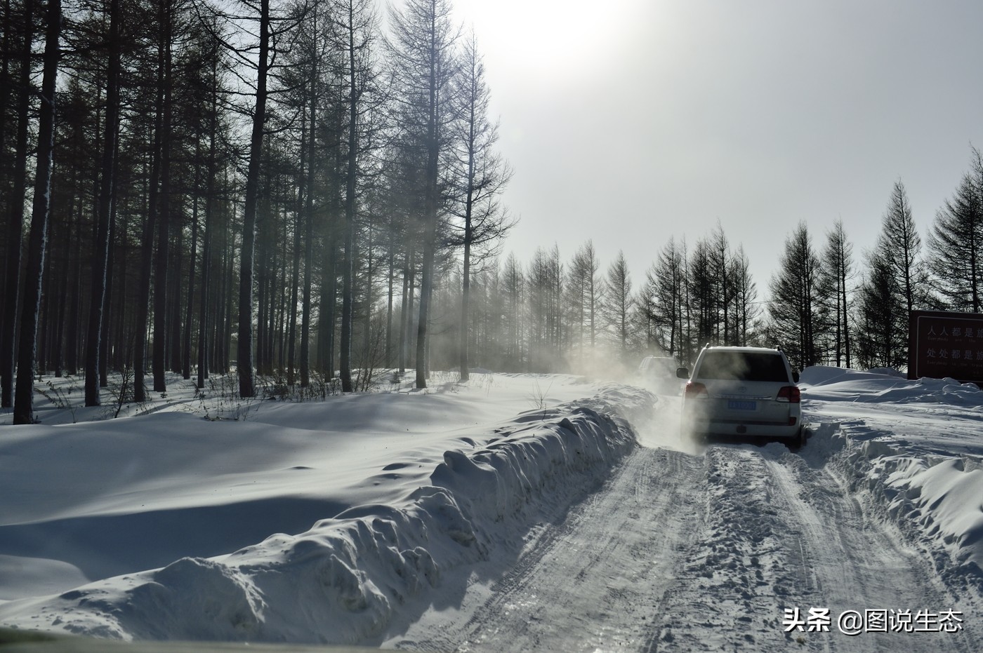 一口气看完塞罕坝全篇,参观塞罕坝有感1000字