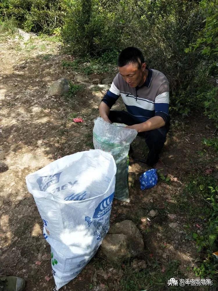 认识身边的中药材,认识中医寻找身边的中药