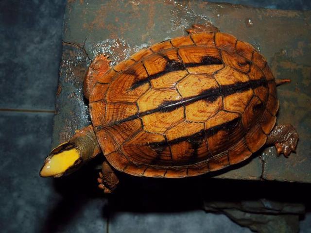 匠志萌宠乐园教学,匠志萌宠