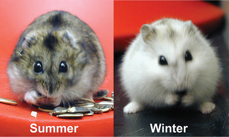 7种动物,不同季节会改变毛色的动物