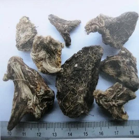 止血收敛的药有哪些,收敛止血中成药有哪些