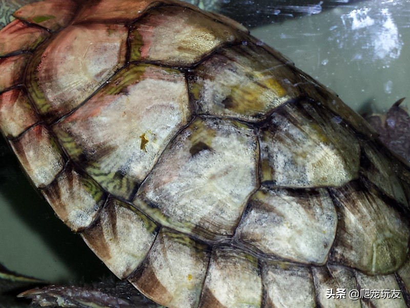 龟背甲透明发白又软,龟苗背甲发白怎么回事