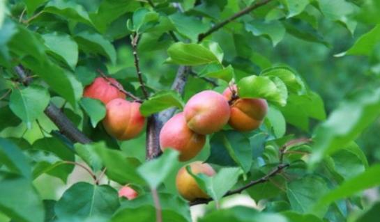 杏有哪些价值作用?在种植的时候会有哪些问题?应该怎么办?