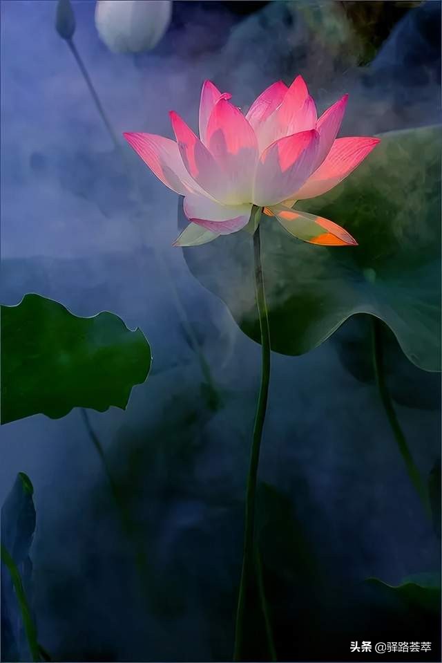 柯汝读邮：荷花T54映日荷花别样红