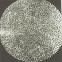 细胞美容学之父——张红凯博士