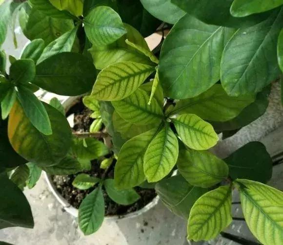 白天浇花花叶变黄,用什么方法养花叶子黄