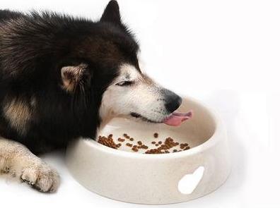 狗狗鼻子褪色的原因以及改善方法,狗狗鼻子上有硬块结痂是什么原因