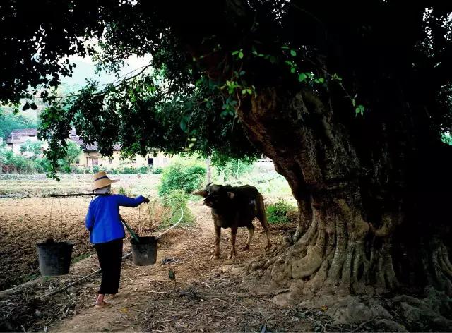 巴马长寿之秘火麻,世界长寿之乡巴马火麻