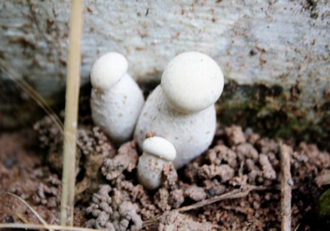 双孢菇容易感染杂菌吗,双孢菇病害有哪些