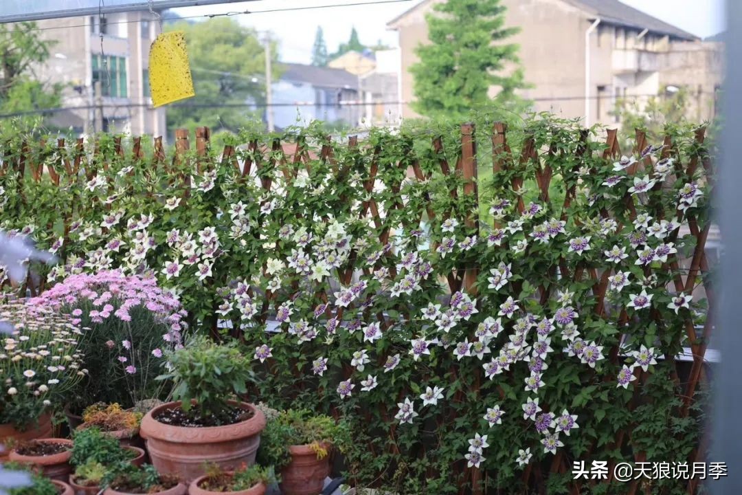 别人做梦都想要的花墙，他早就用铁线莲实现了