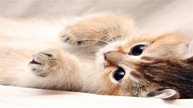 猫的天敌为什么是蛇,猫的天敌为啥是老鹰