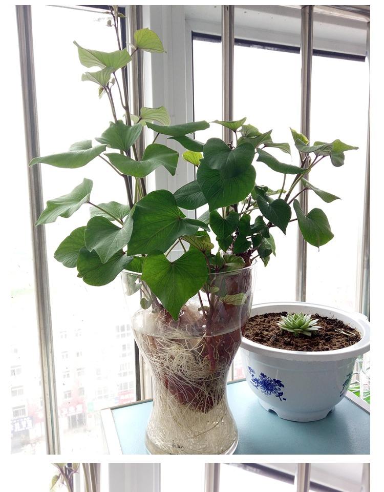 生姜发芽了种在土里多久可以长大,市场买的生姜直接埋土里会发芽吗