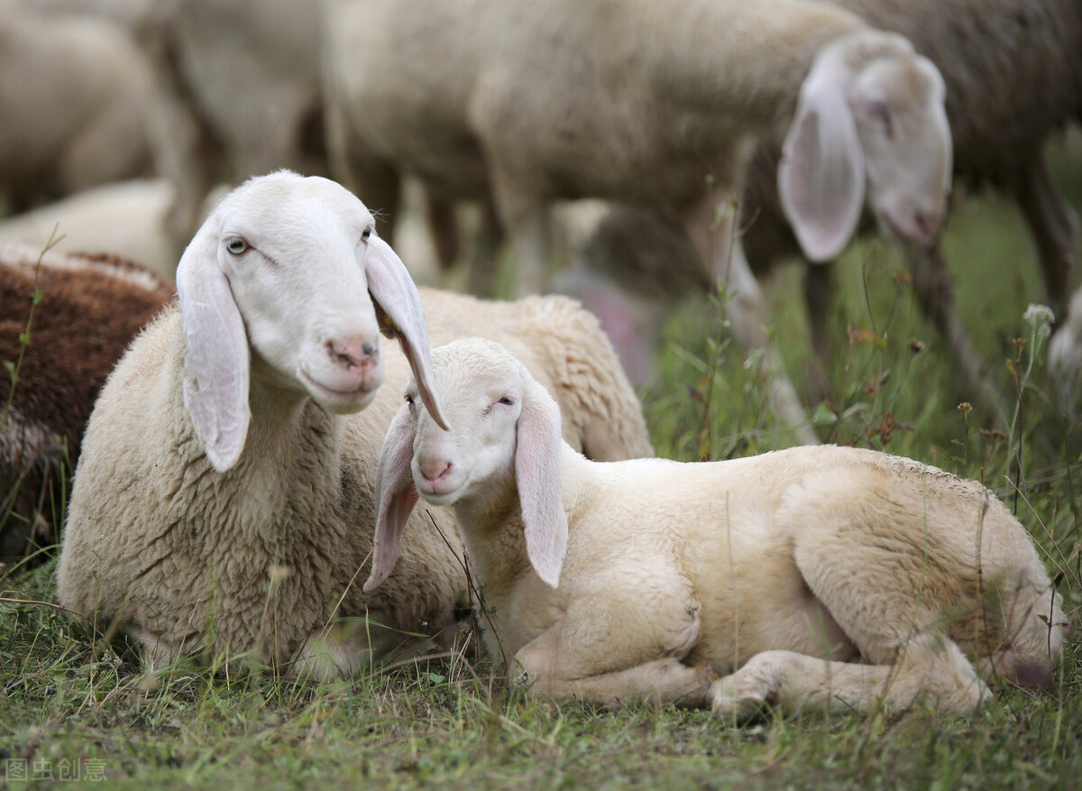 母羊产后喂什么饲料好一点,母羊的养殖方法和注意事项