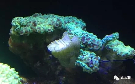 lps和sps可以一起养吗,哪些lps适合新手养