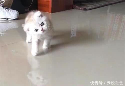 猫咪歪着脖子的原因,猫咪脖子有点歪怎么办