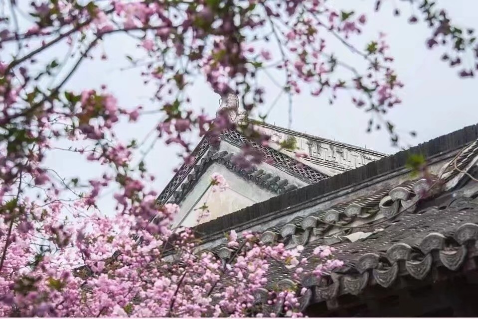 鍘熷垱鑸炶箞钀借姳,纰庡奖鍘熷垱