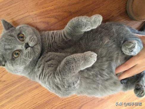 女孩买了只猫稀里糊涂养了半年,女子买了一只蓝猫