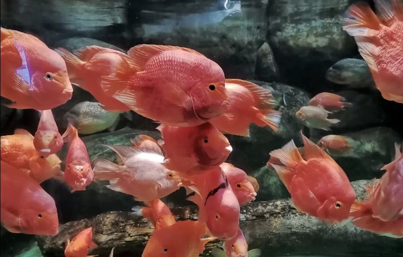 西安三大海洋馆哪个值得去,西安海洋馆哪个好一点