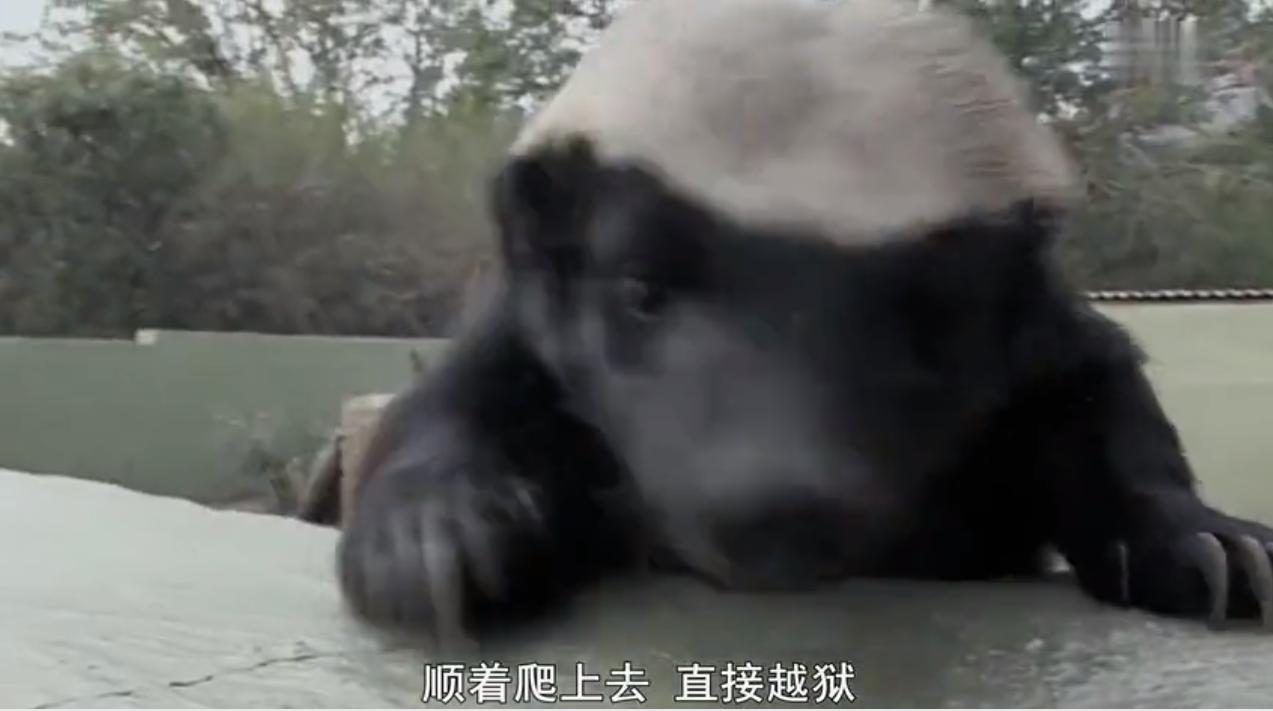 永不服输的蜜獾，曾经有一个保护区饲养了两只，后来怎么样了？