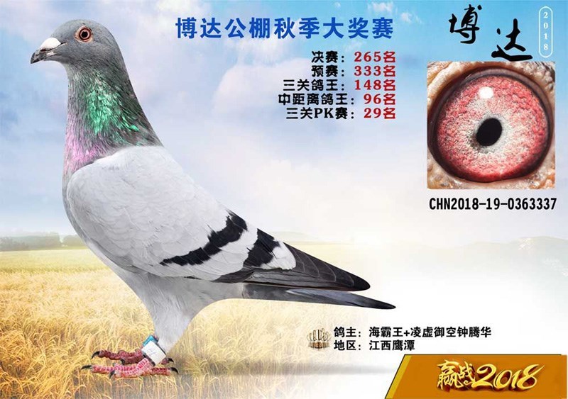 海霸王詹森纪录,冠霖公棚2017年获奖鸽欣赏