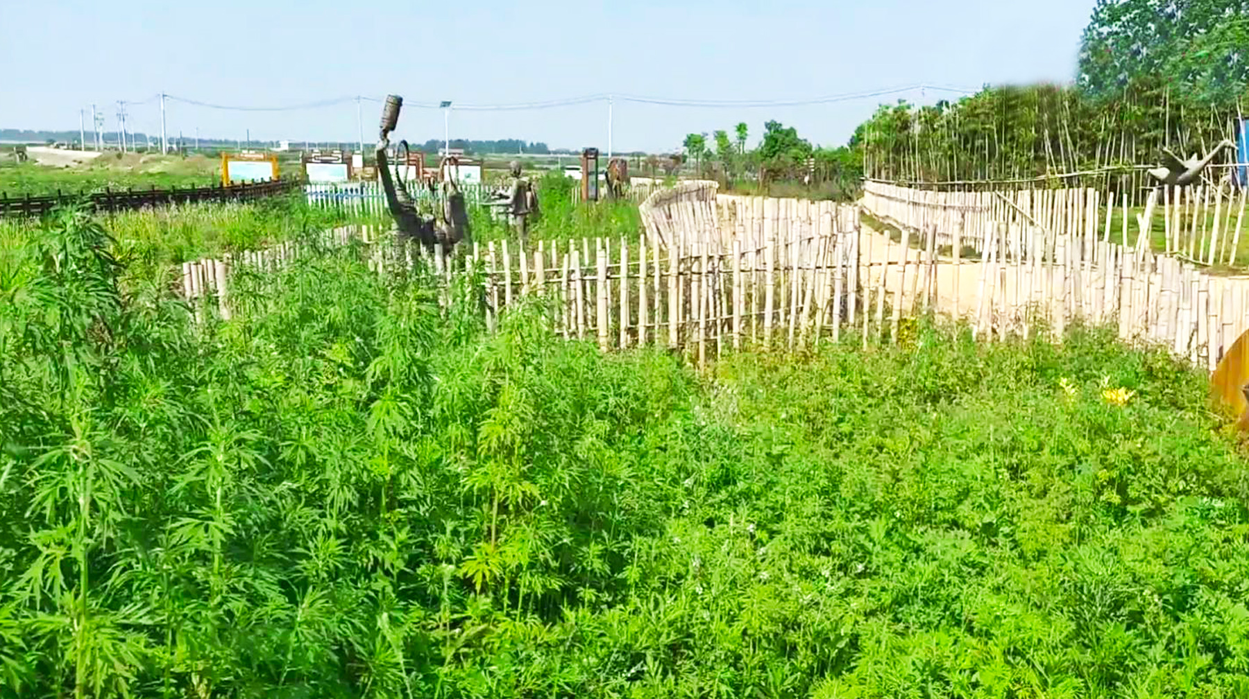 武汉绝美湿地公园,武汉东湖湿地公园景点