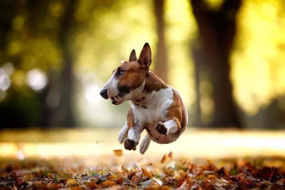 牛头梗太凶悍了,长相俊美的牛头梗