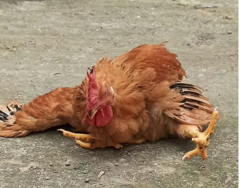 鸡群生病后有什么表现,鸡群出现瘫痪是怎么回事