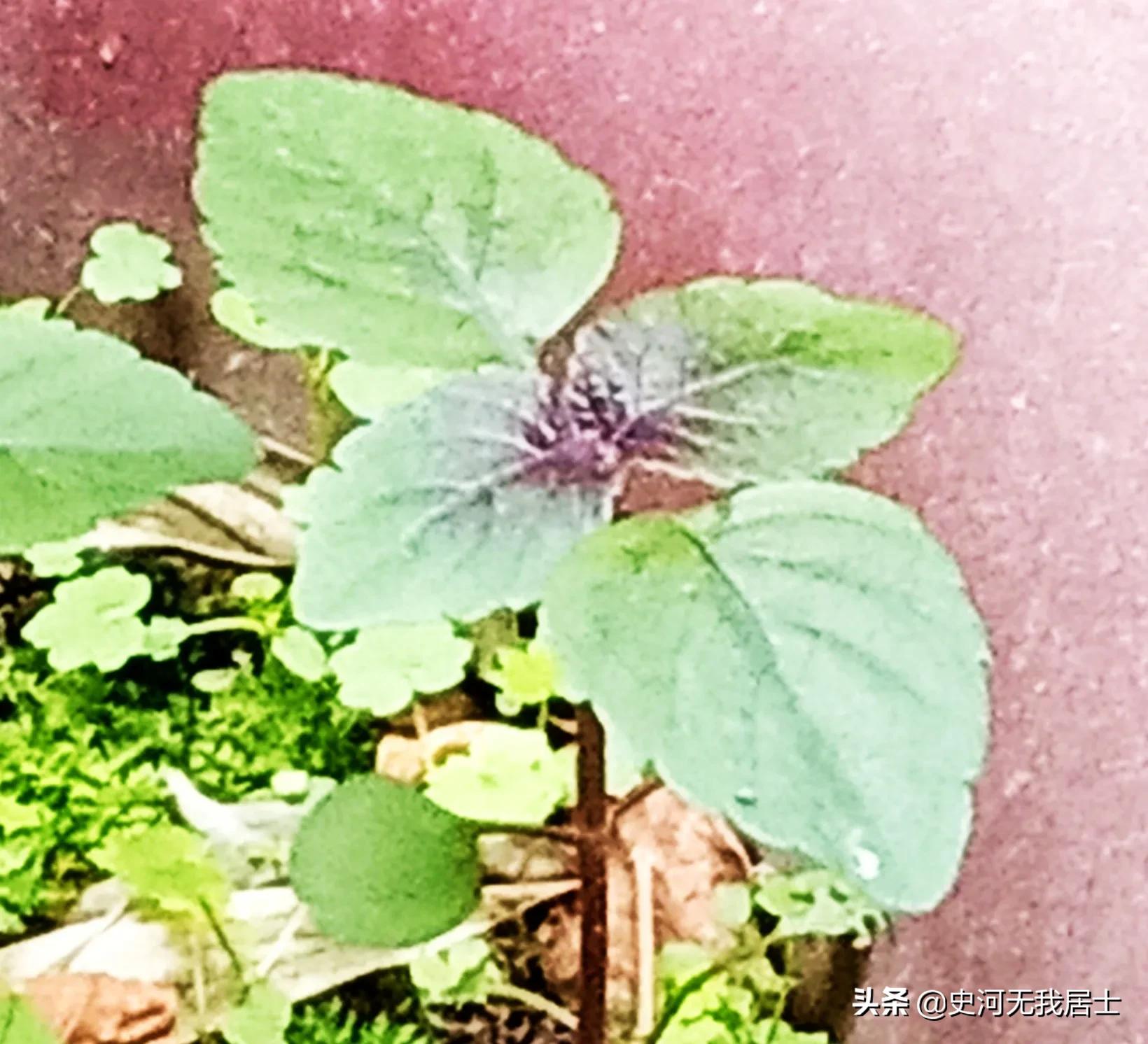 时光荏苒说的是紫苏吗,紫苏与时光荏苒