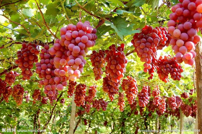 「葡萄价格」北方主流葡萄品种正上市,价格稳中有跌