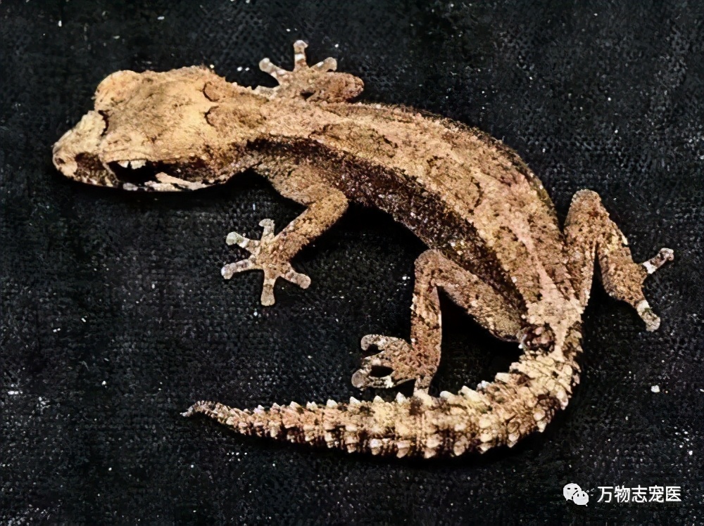 新宠到家,新宠到家注意事项