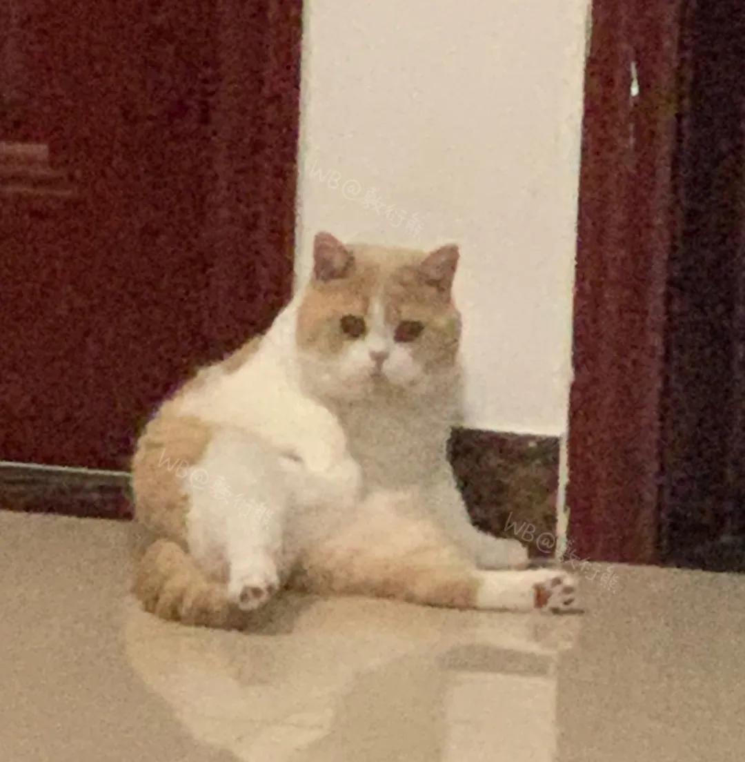 可怜的猫咪是怎么被整惨,这只猫被网友整成什么样了