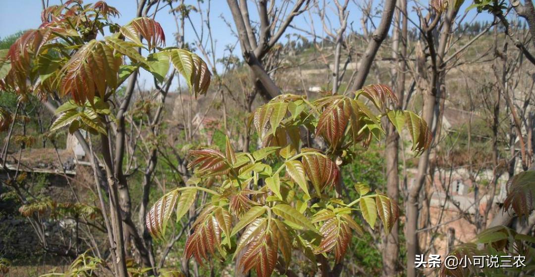 香椿种植前景和销路,香椿种植市场前景及市场价格