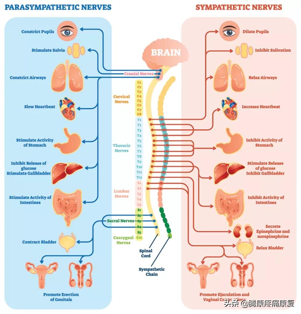 最全！脊神经系统汇总