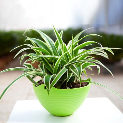 推荐又吸甲醛又好养的植物,哪些植物对猫咪无毒又能吸附甲醛