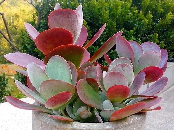 什么多肉夏天也可以继续生长,教你十大多肉养护技巧