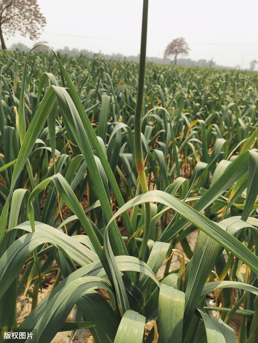 大蒜抽薹后有些植株自然倒伏，倒伏影响产量吗？需要人为干预吗？
