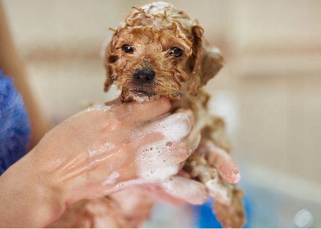 泰迪狗狗洗完澡有皮屑是什么原因,狗狗对沐浴露过敏全是皮屑怎么办
