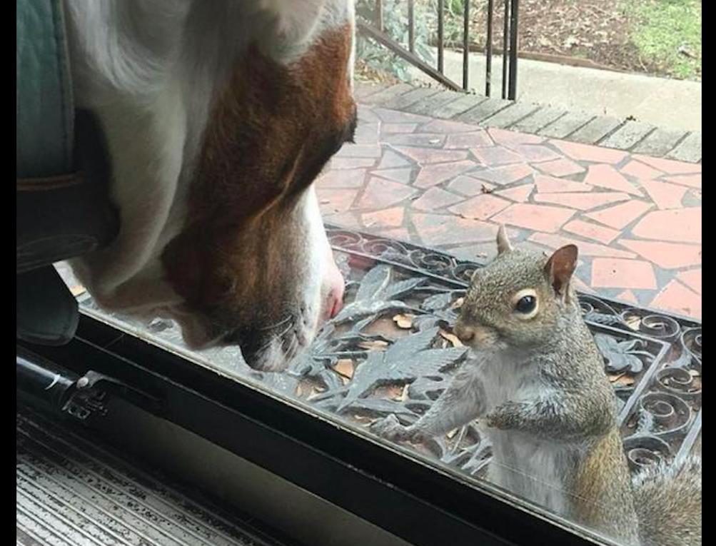 小松鼠回到家,松鼠放生后又回来了
