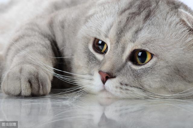 猫尿道堵塞的症状是什么,15天小猫会尿道堵塞吗