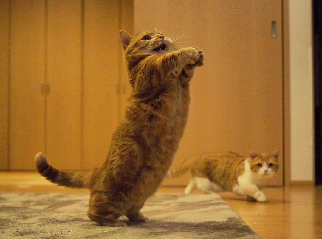 养猫劝退行为案例,养猫的迷惑行为视频